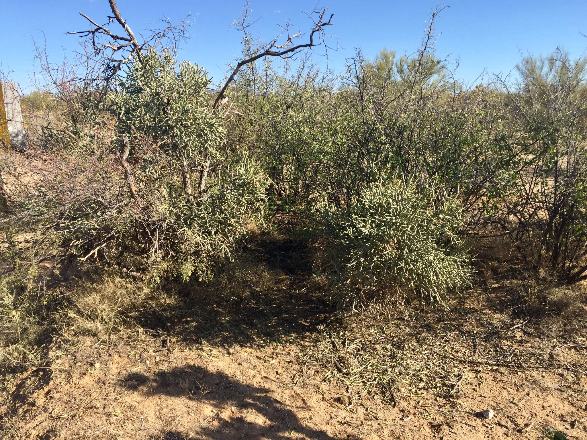 Image of Pencil Cholla