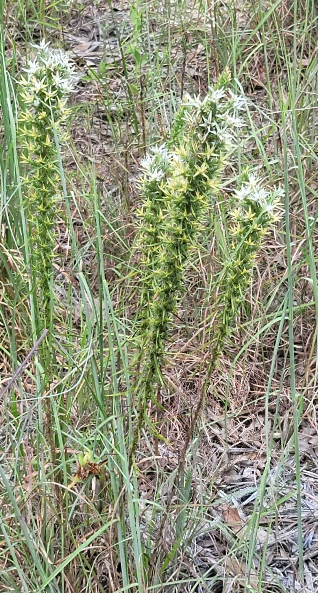 Image of Liatris bridgesii (Mayfield) G. L. Nesom