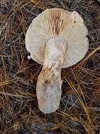 Image of Tricholoma colossus (Fr.) Quél. 1872