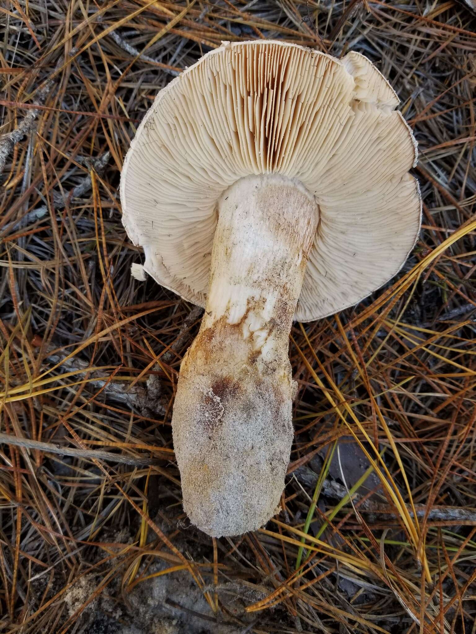 Image of Tricholoma colossus (Fr.) Quél. 1872