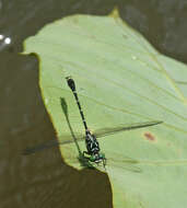 Imagem de Burmagomphus asahinai Kosterin, Makbun & Dawwrueng 2012