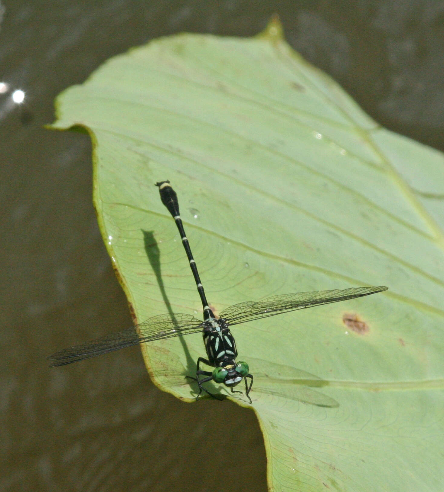 Image of Burmagomphus asahinai Kosterin, Makbun & Dawwrueng 2012