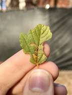 Image de Stigmella corylifoliella (Clemens 1861) Wilkinson et al. 1979