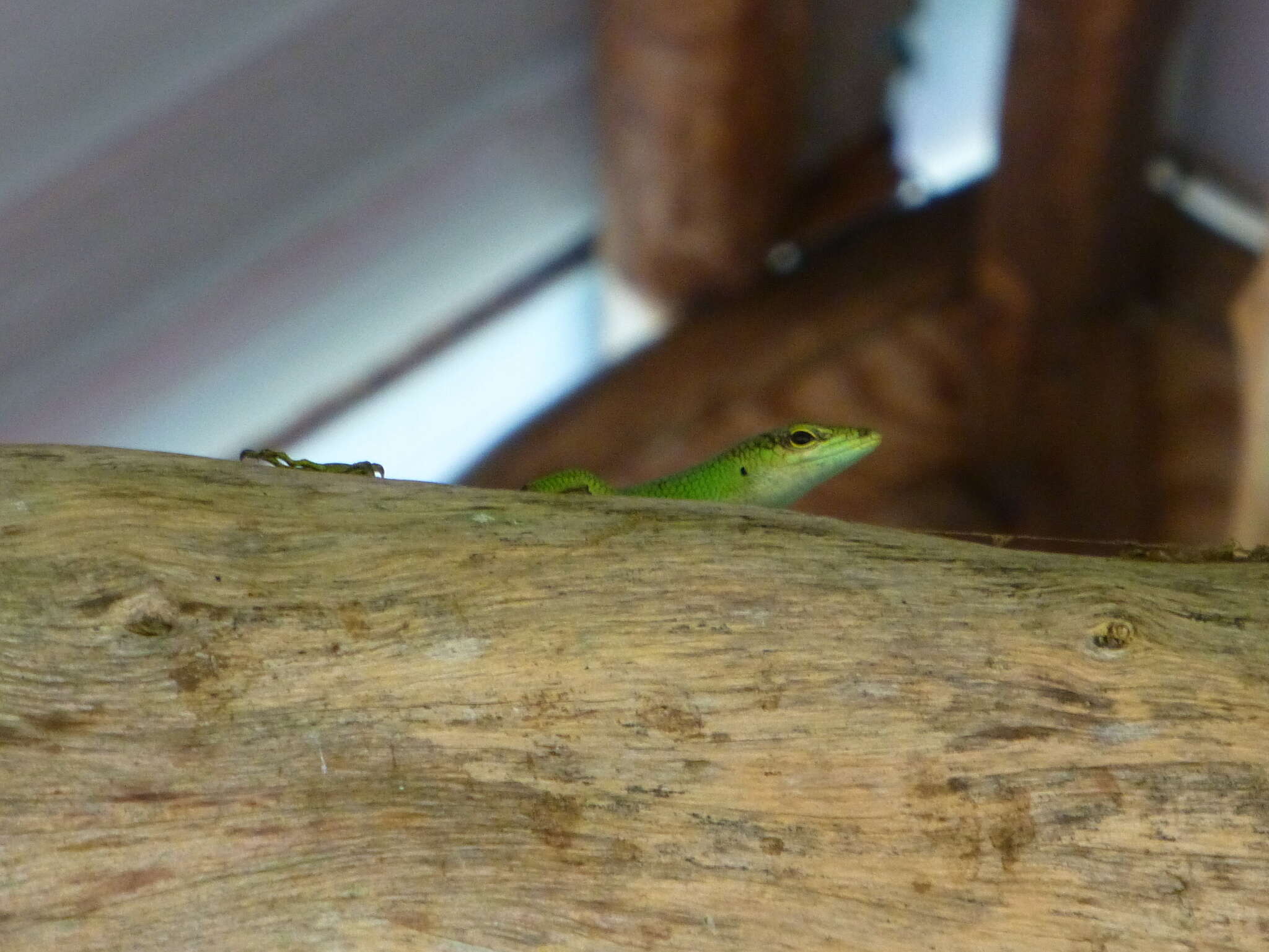 Image of Emerald Skink