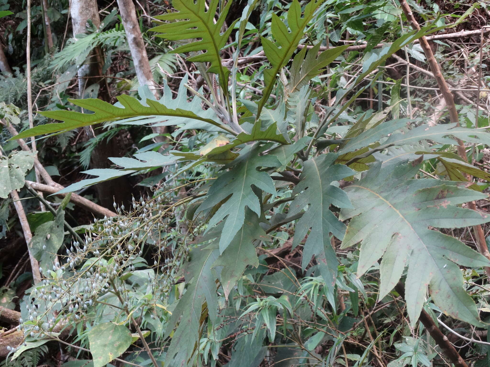 Image of parrotweed