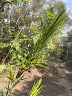 Image of Styphelia longifolia R. Br.