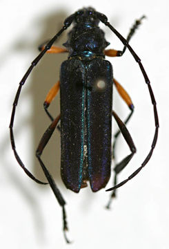 Image of <i>Amphionthe caudalis</i> Schwarzer 1929