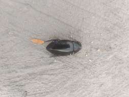 Слика од Hydrophilus (Hydrophilus) ensifer Brullé 1837