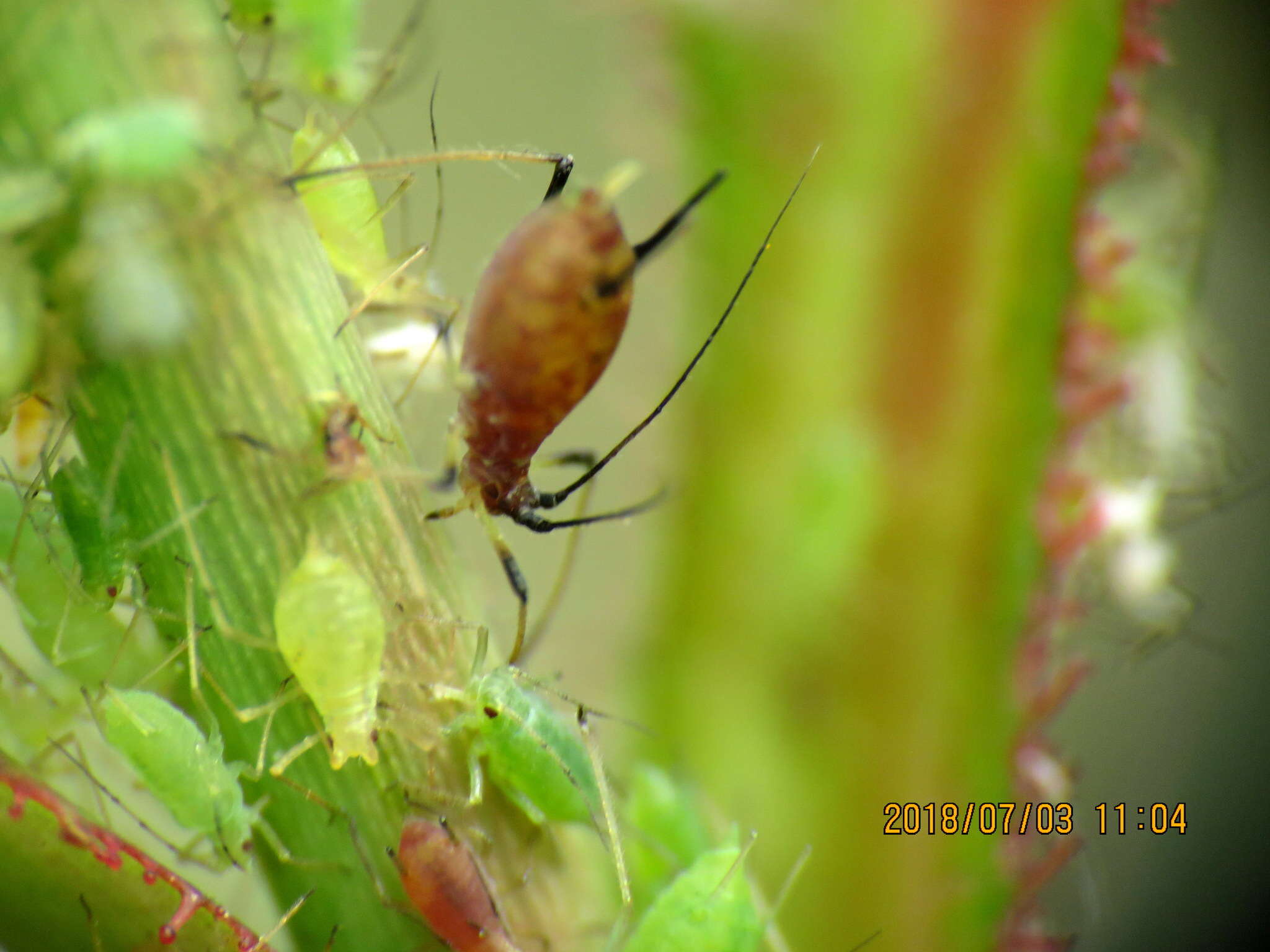 Macrosiphum (Macrosiphum) rosae (Linnaeus 1758) resmi