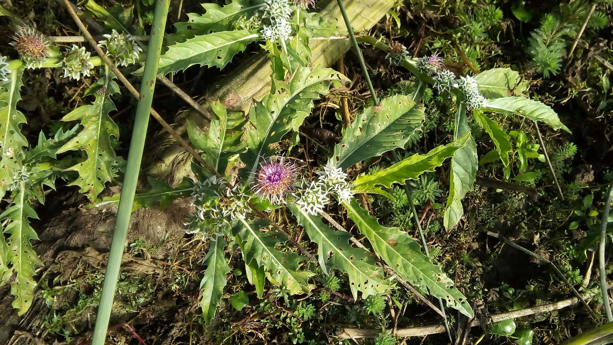 Imagem de Pacourina edulis Aubl.