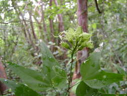 Plancia ëd Bauhinia jucunda Brandegee