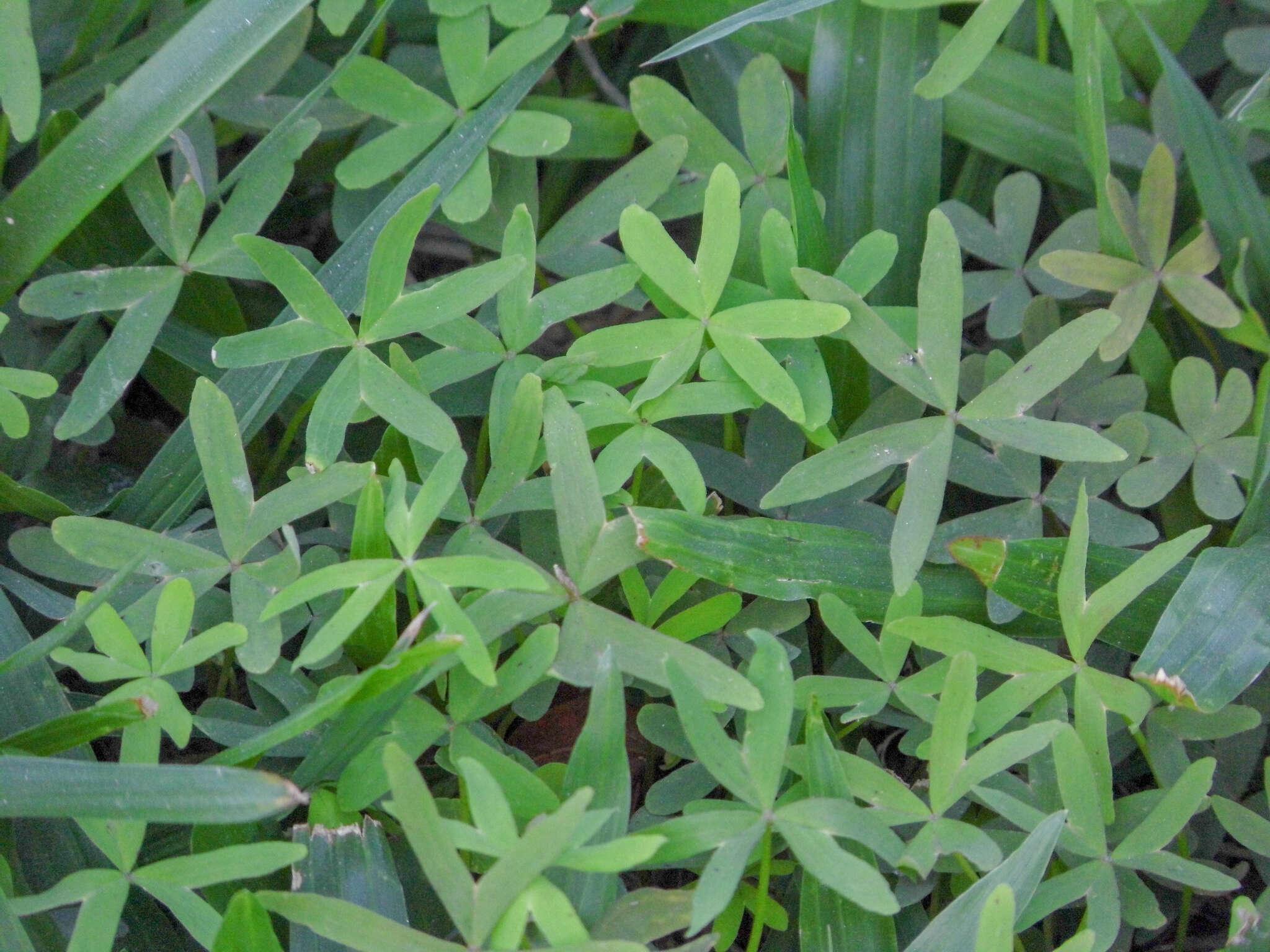 Image of Oxalis bipartita A. St.-Hil.