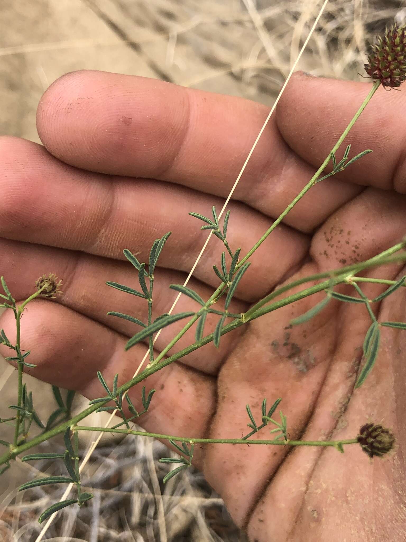 Image of white prairie clover