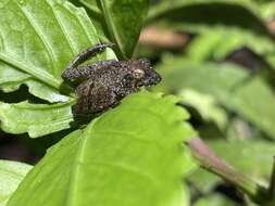 Kurixalus appendiculatus (Günther 1858) resmi