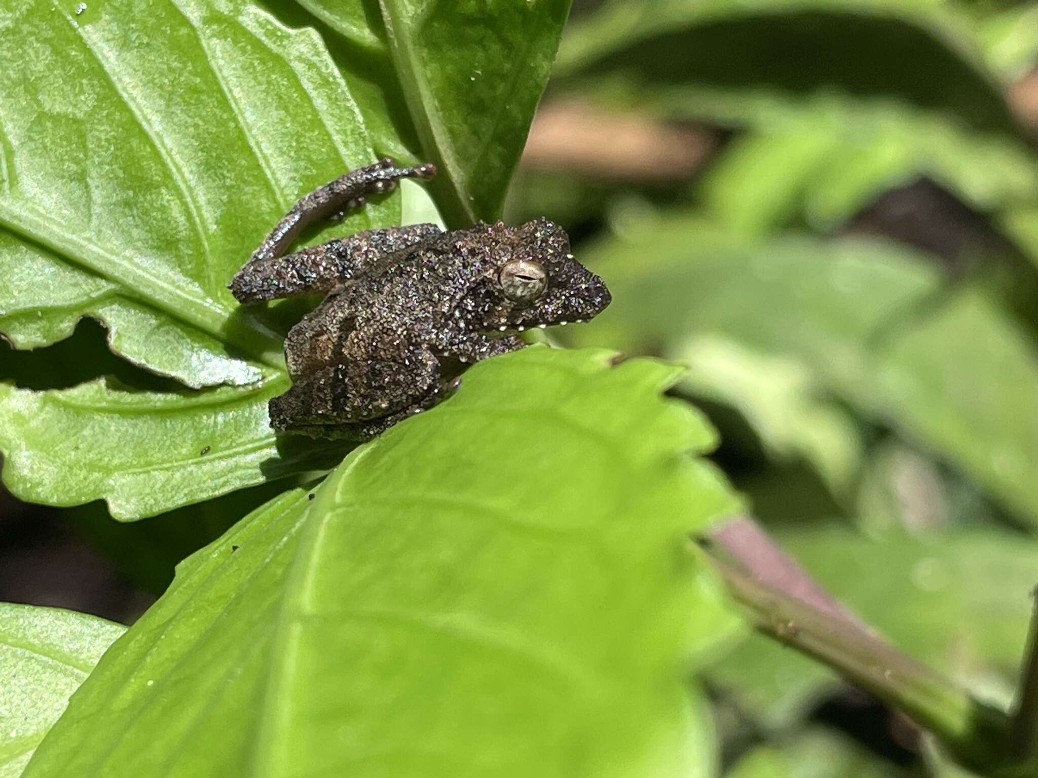 Слика од Kurixalus appendiculatus (Günther 1858)