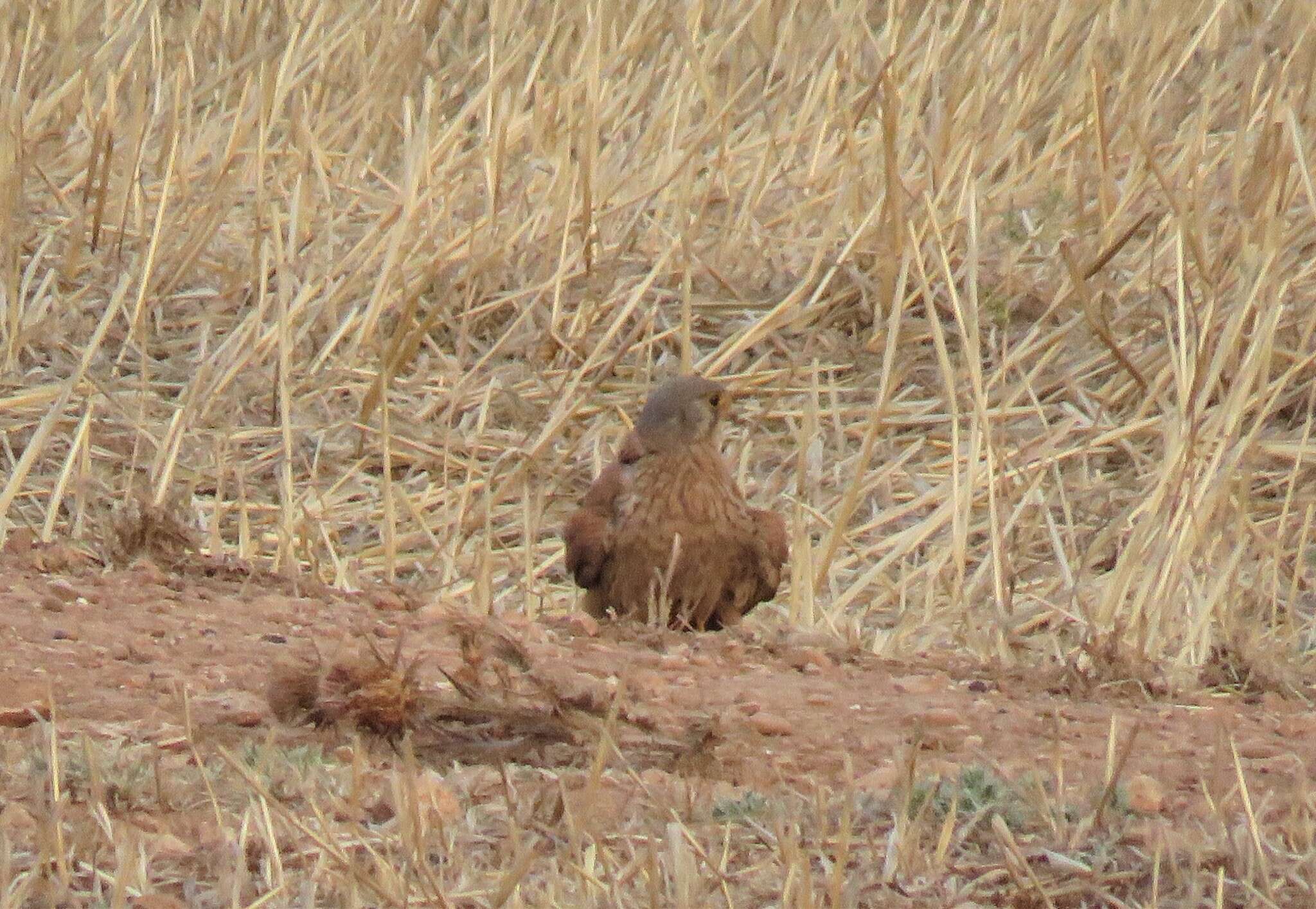 Falco tinnunculus tinnunculus Linnaeus 1758 resmi