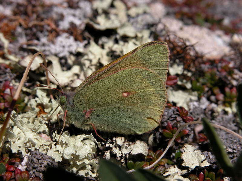 Image of Hecla Sulphur