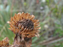 Image of Paramiflos glandulosus (Cuatrec.) Cuatrec.