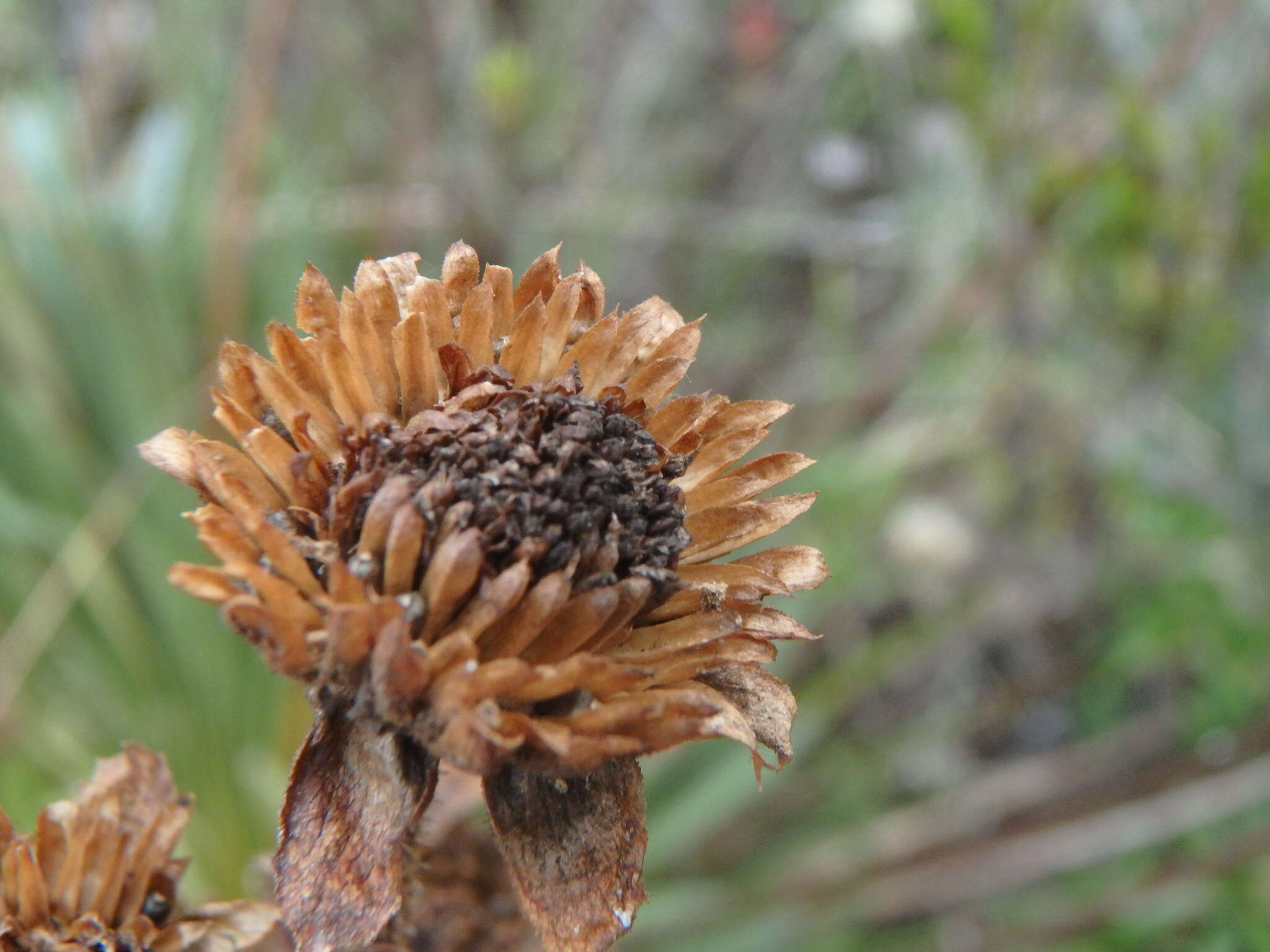 Image of Paramiflos glandulosus (Cuatrec.) Cuatrec.