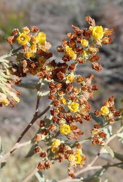 Image of Hermannia holosericea Jacq.