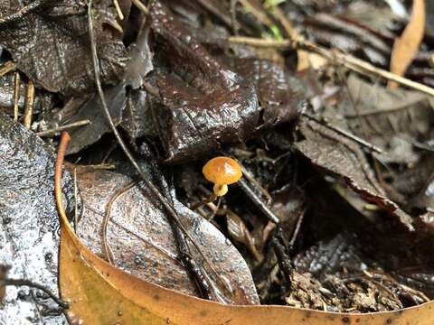 Conocybe filaris (Fr.) Kühner 1935的圖片