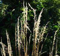 Image of oatgrass