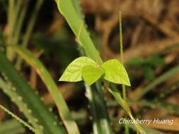 Image of cowpea