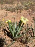 Image of Ferraria macrochlamys (Baker) Goldblatt & J. C. Manning