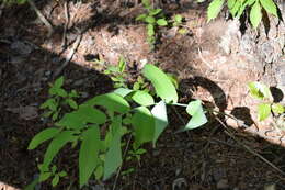 Image of Polygonatum biflorum var. biflorum