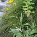 Image of Senecio conrathii N. E. Brown