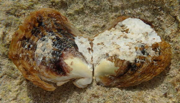 Image of Atlantic pearl-oyster