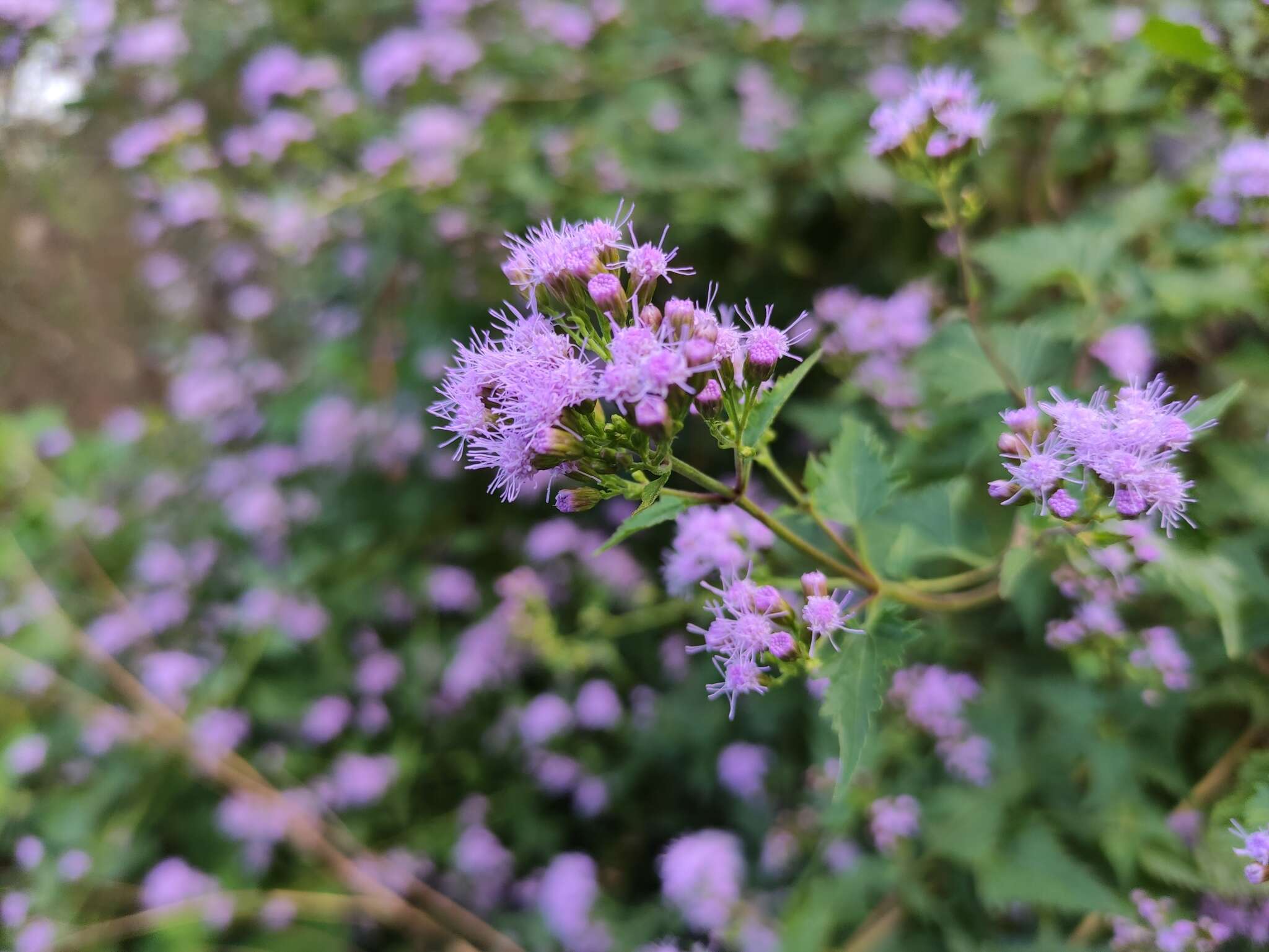 Fleischmannia porphyranthema (A. Gray) R. King & H. Rob. resmi