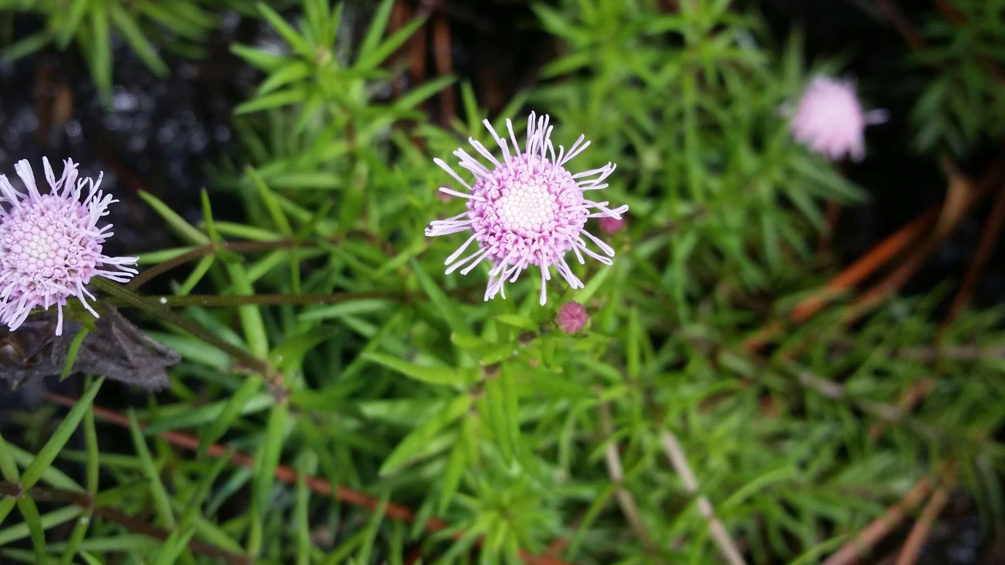 Image of Pink Bogbutton