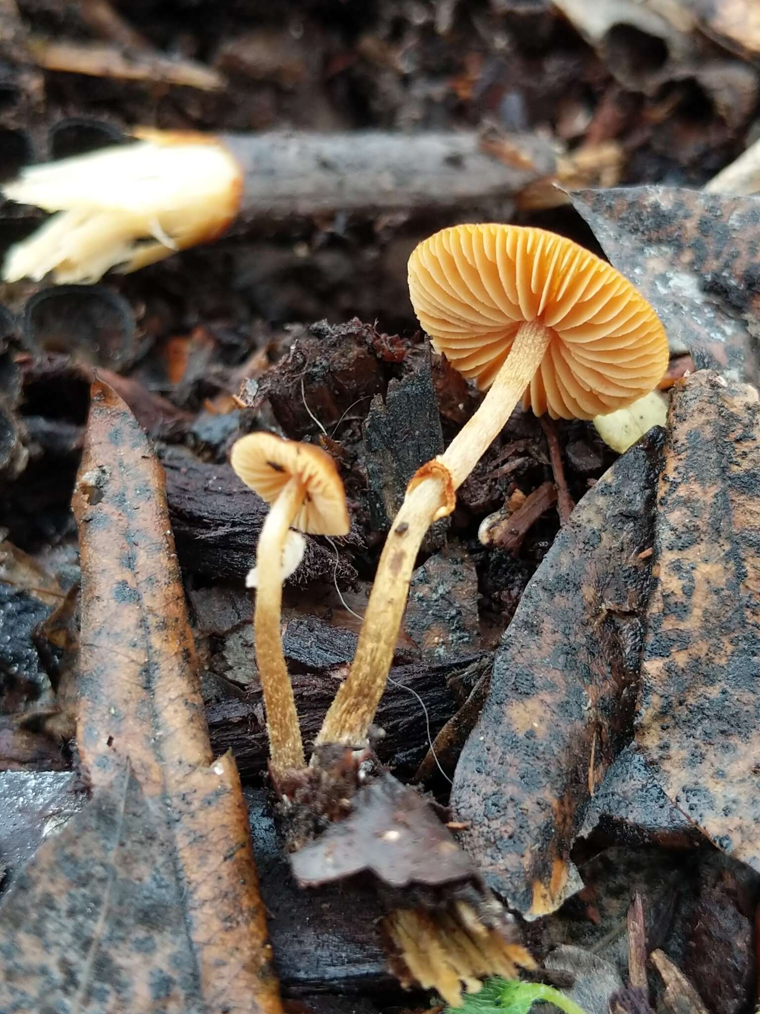 Image of Conocybe rugosa (Peck) Watling 1981