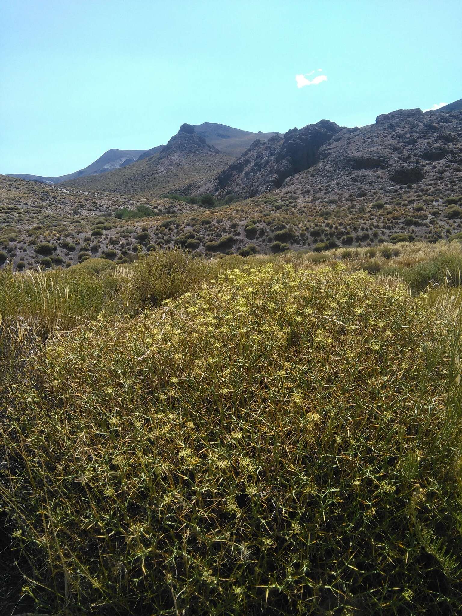 Imagem de Azorella prolifera (Cav.) G. M. Plunkett & A. N. Nicolas