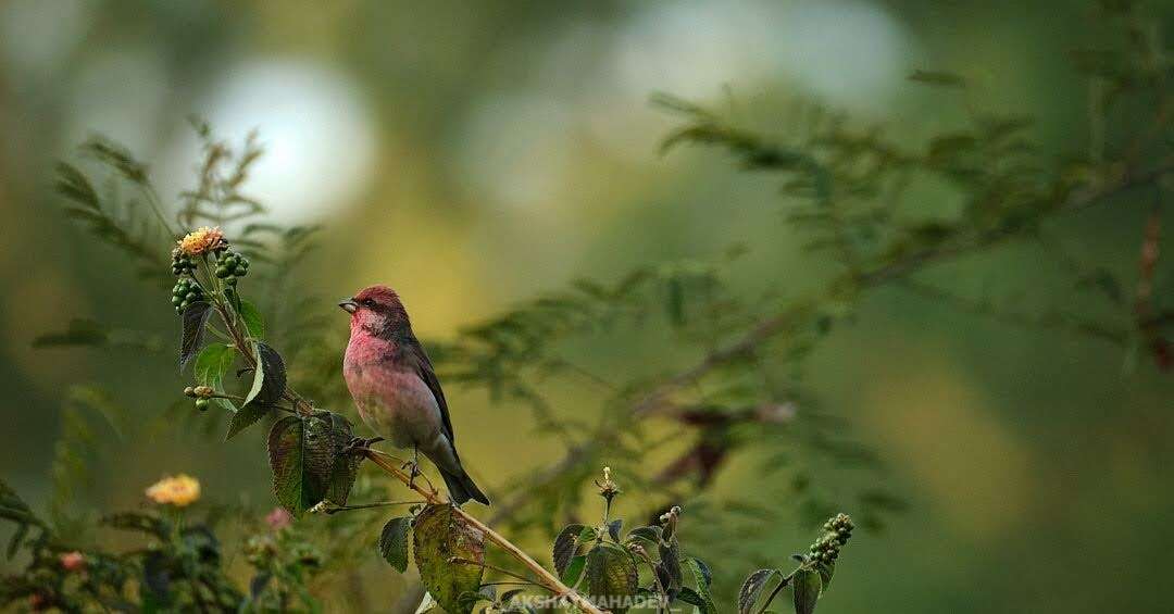 Image of Pink-browed Rosefinch