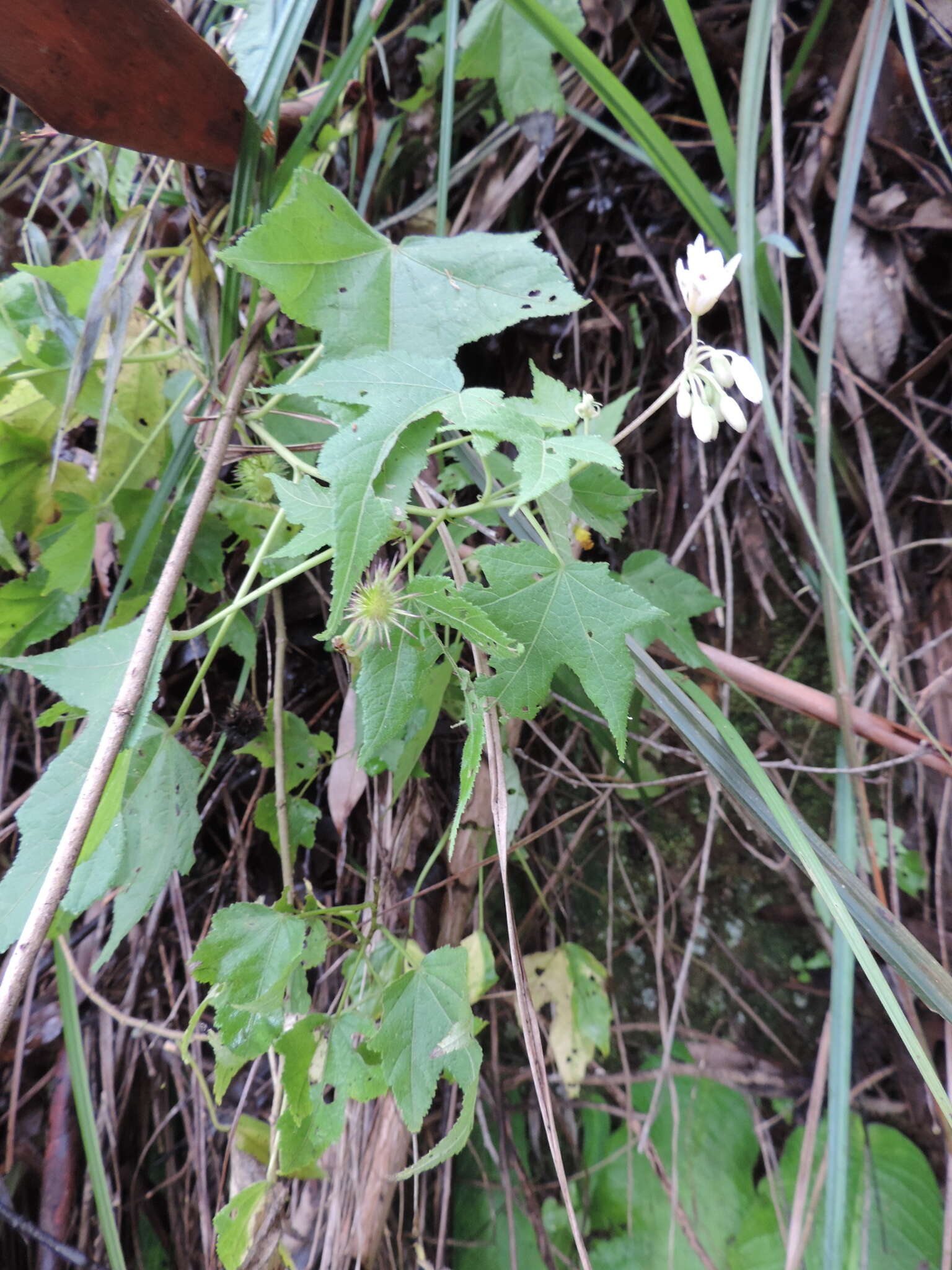 Image of Mountain stock-rose