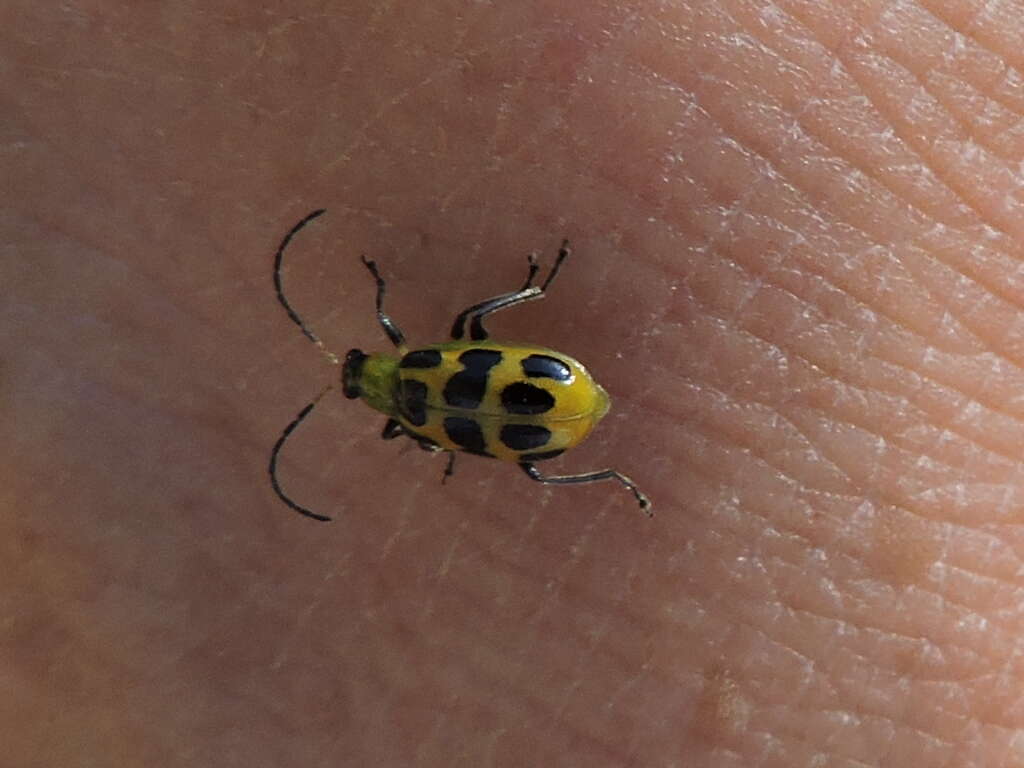 Image of Spotted Cucumber Beetle