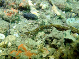 Image of Girdled pipefish