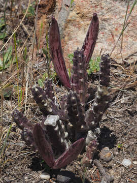 Image de Ceropegia cedrimontana (Frandsen) Bruyns