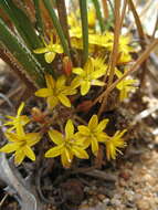 Image of Chamaexeros serra (Endl.) Benth.