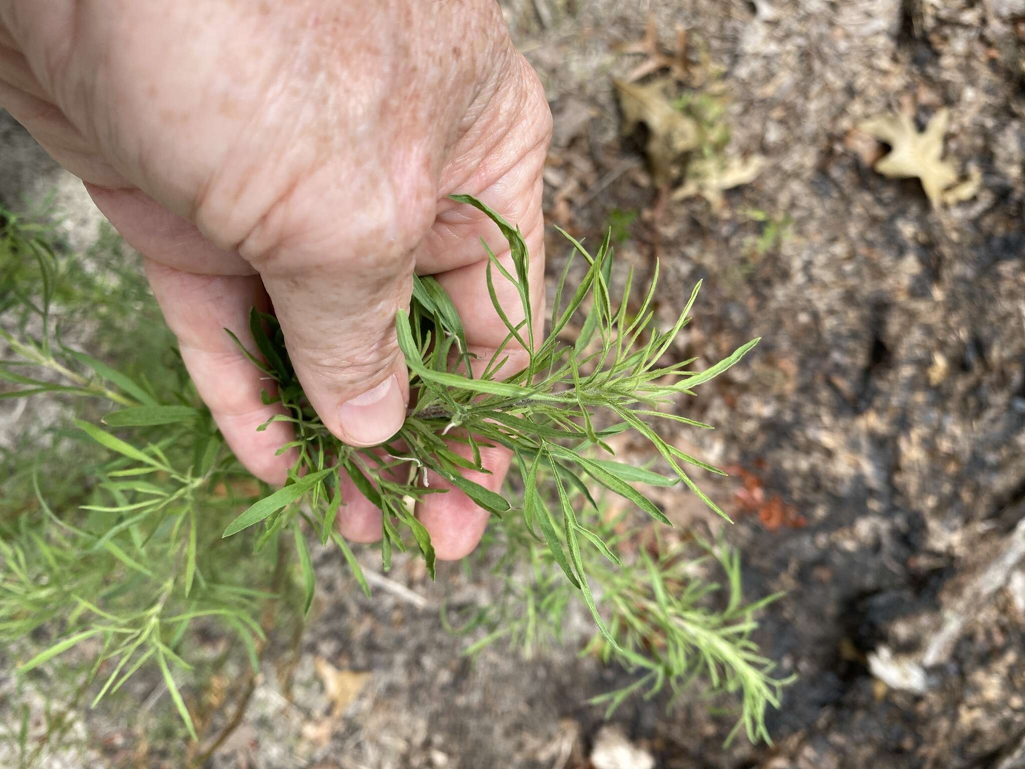 Image of Yankeeweed