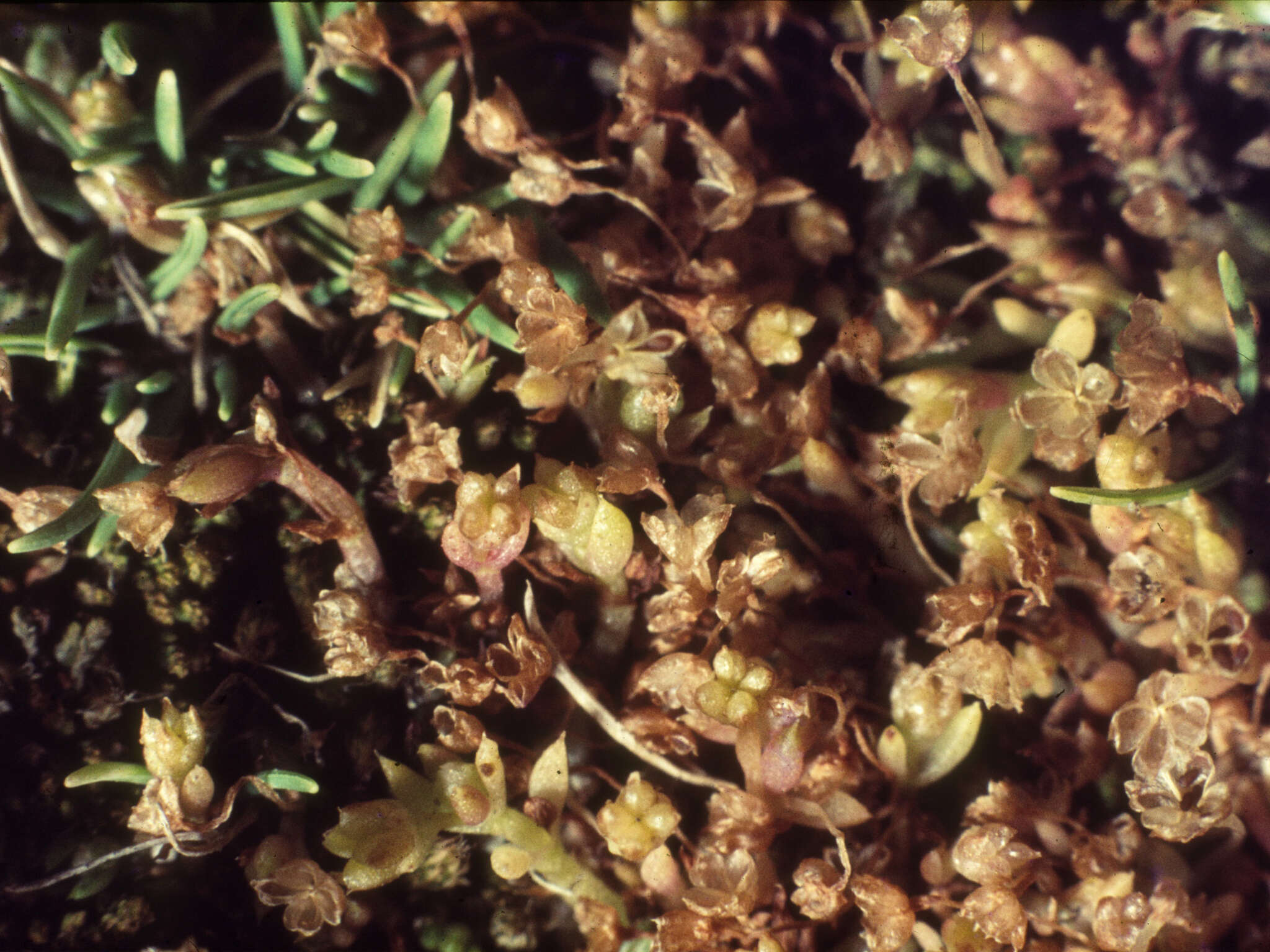 Crassula peduncularis (Sm.) Meigen resmi