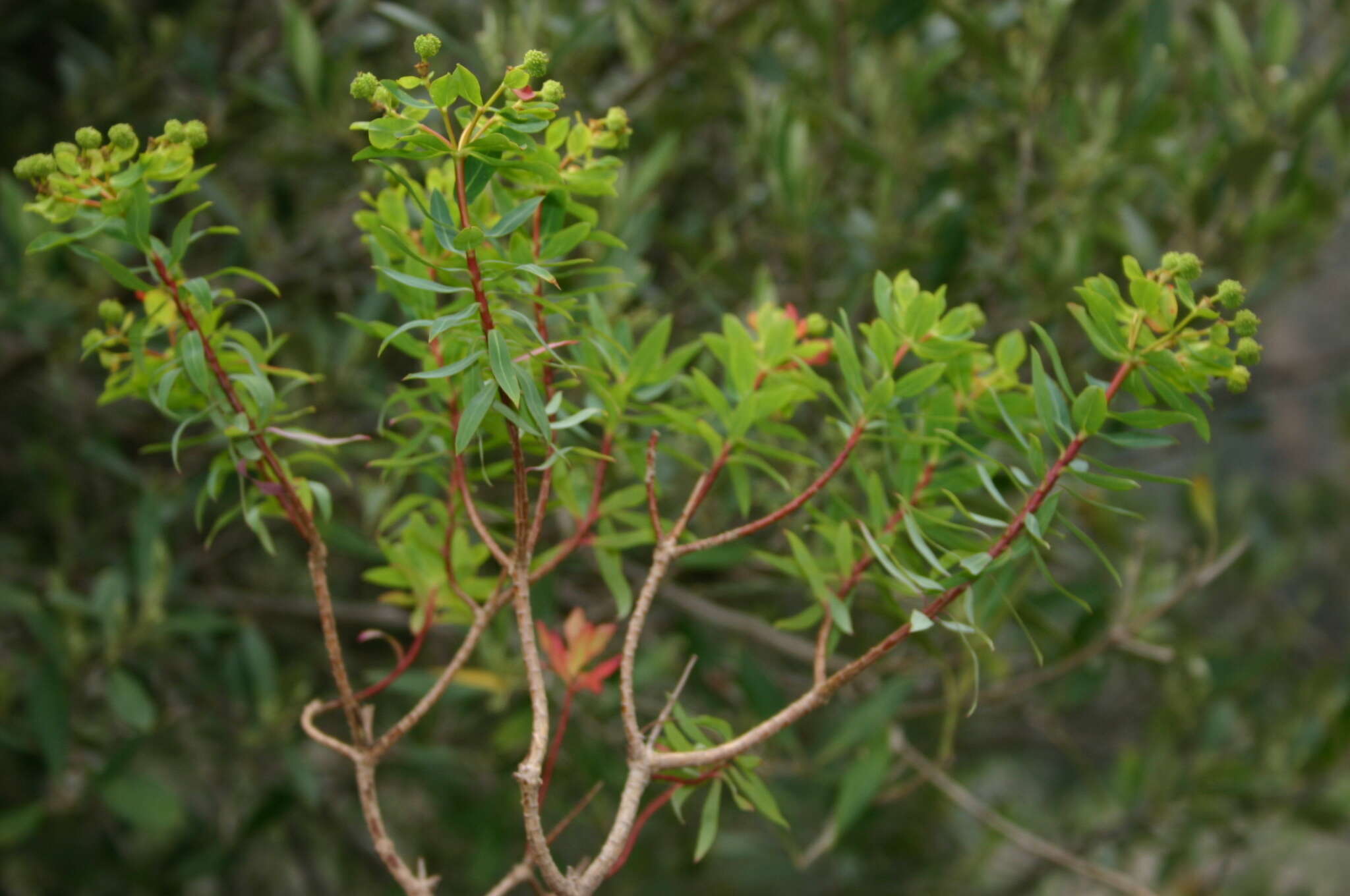 Sivun Euphorbia bivonae subsp. bivonae kuva