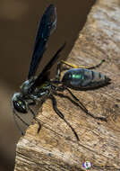 Imagem de Isodontia cyanipennis (Fabricius 1793)