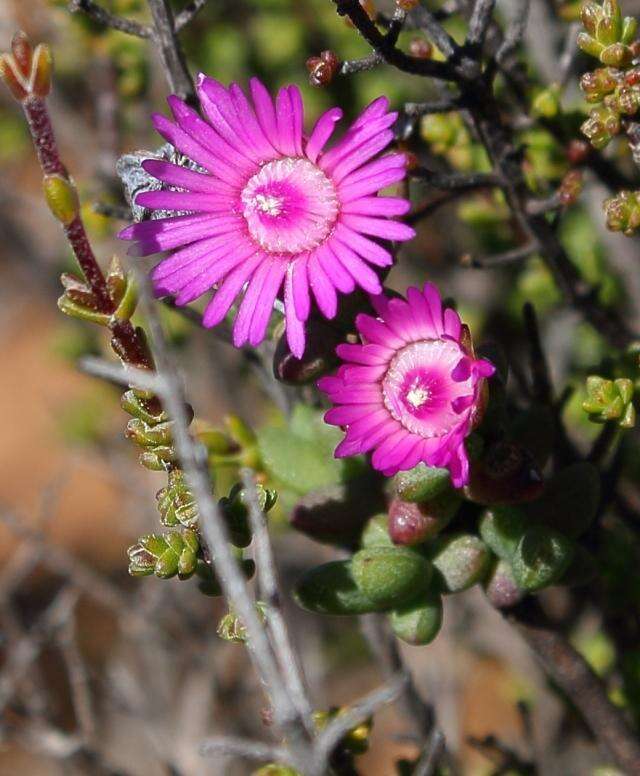 Ruschia divaricata L. Bol. resmi