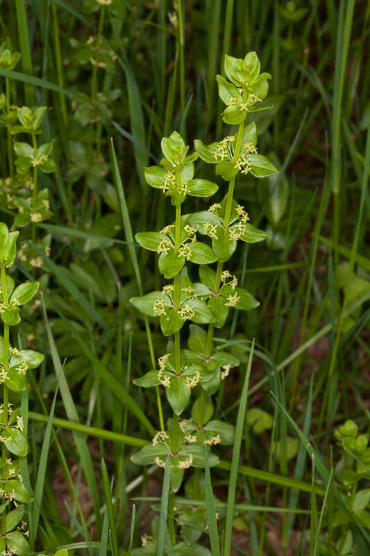 Image of Cruciata glabra (L.) Opiz