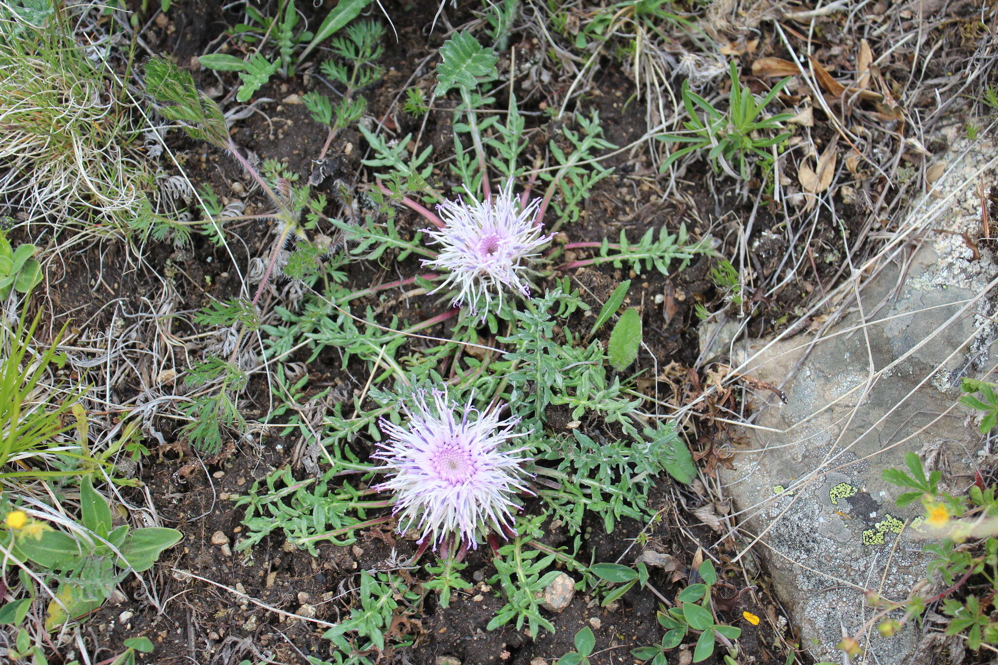 Image of Jurinea moschus subsp. pinnatisecta (Boiss.) Greuter