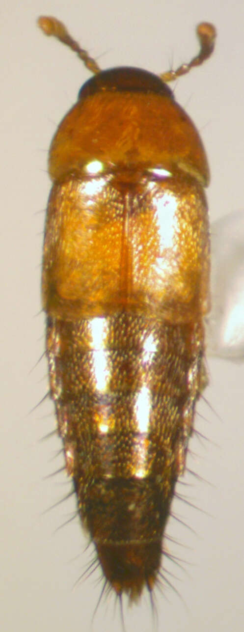 Image of Tachyporus (Palporus) nitidulus (Fabricius 1781)