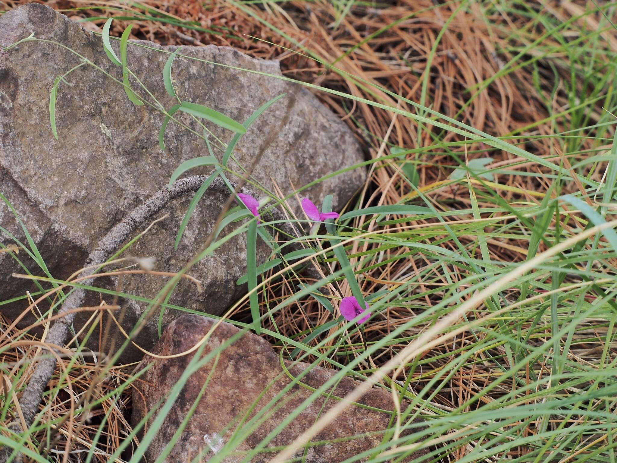 Image of longleaf cologania